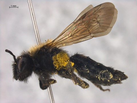 Andrena buckellii